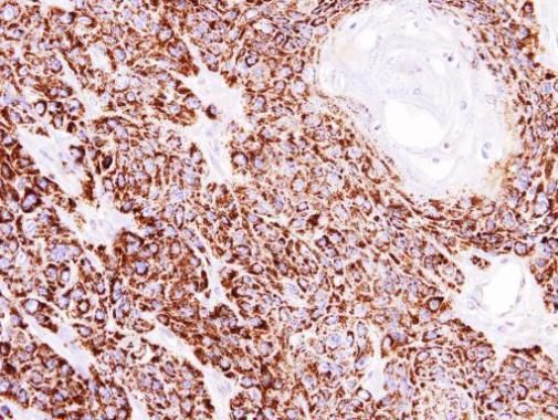 COX4 antibody