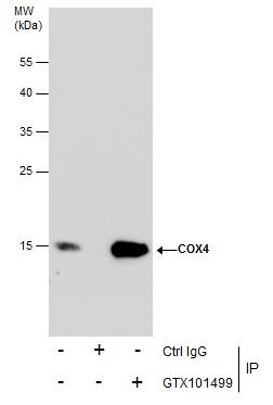 COX IV antibody