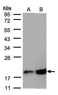 COX4 antibody