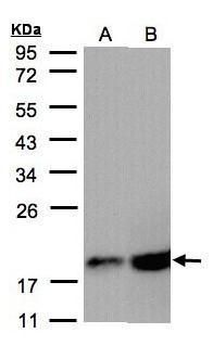 COX IV antibody