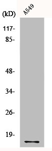 COX4I1 Antibody