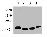 COX4I1 Antibody