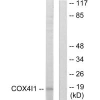 COX4I1 Antibody