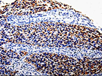 COX10 Antibody