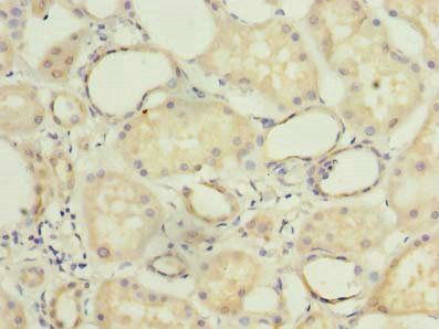 COX11 antibody