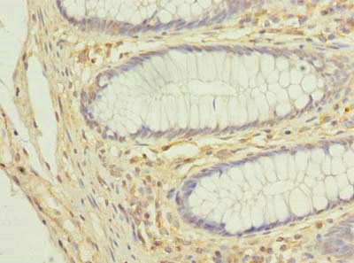 COX11 antibody