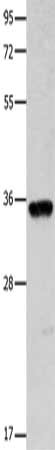 COX11 antibody