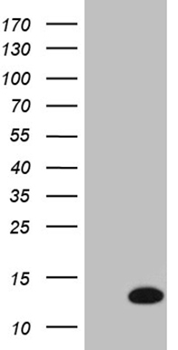 COX17 Antibody