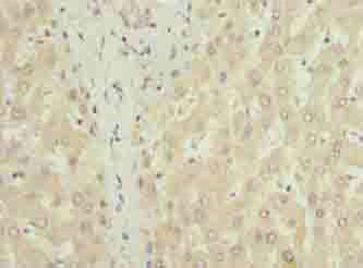 COX17 Antibody