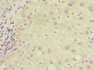 COX17 Antibody