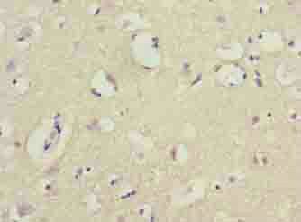 COX17 Antibody