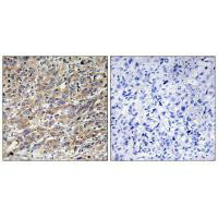 COX17 Antibody