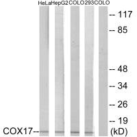 COX17 antibody