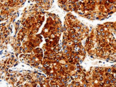 COX19 Antibody