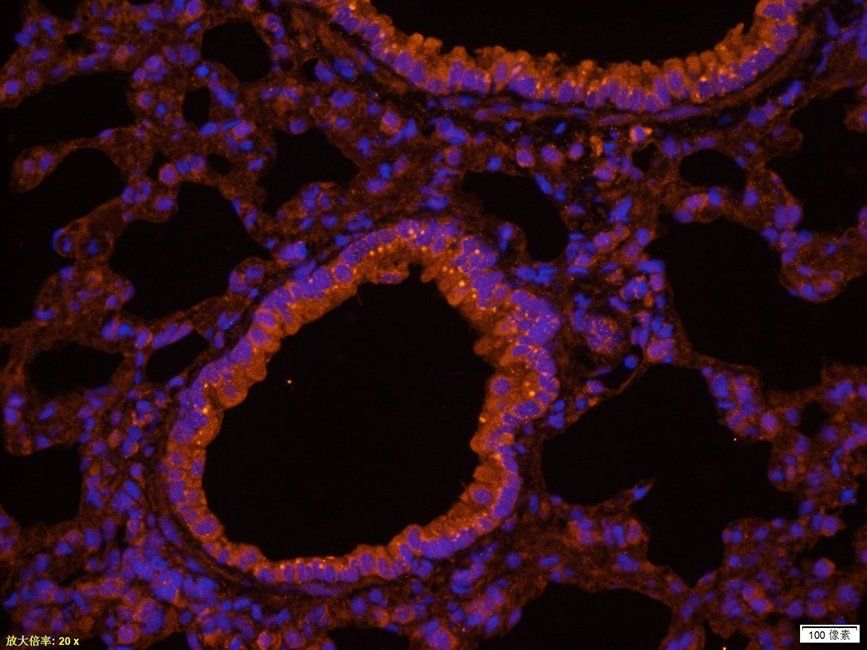 Cox2 antibody