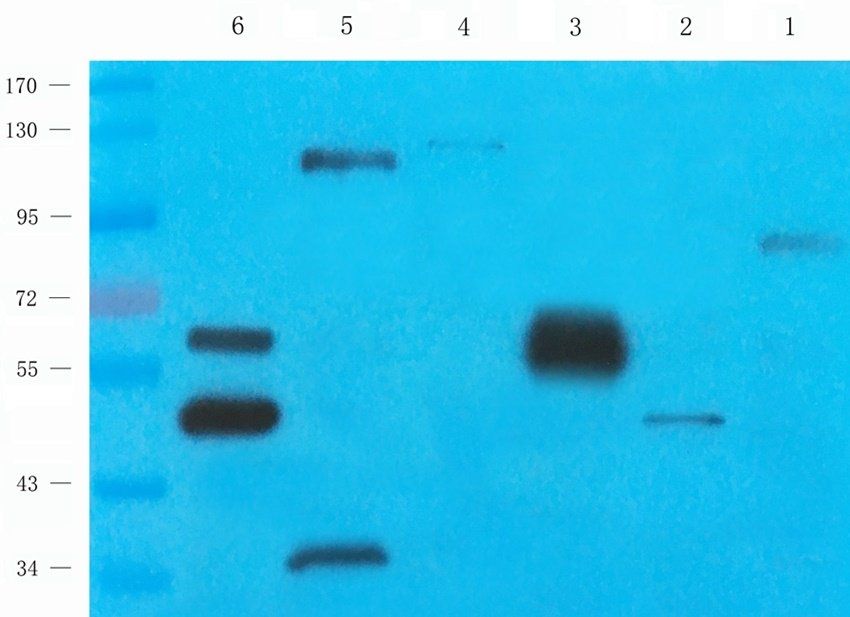 Cox2 antibody