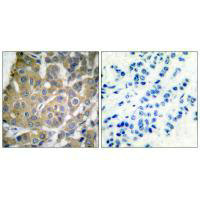 Cox2 antibody