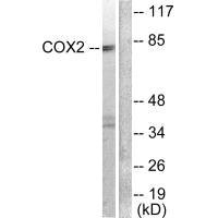 Cox2 antibody