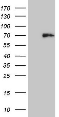COX2 Antibody