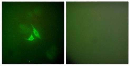 Cox2 antibody