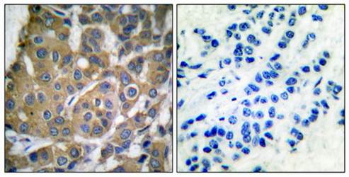 Cox2 antibody