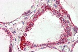Goat anti-COX4I1 Antibody