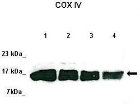 COX4I1 antibody