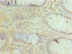 COX4I1 Antibody