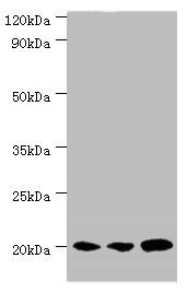 COX4I1 antibody