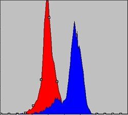 COX4I1 Antibody