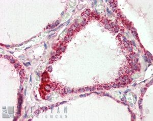 Goat anti-COX4I1 Antibody