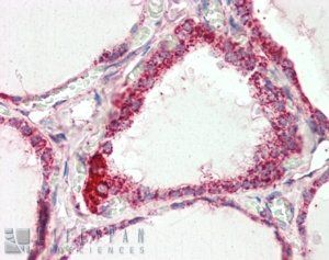 COX4I1 antibody