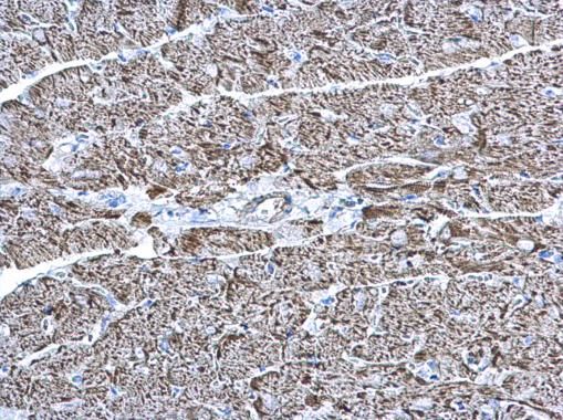 COX6A2 antibody [N3C3]