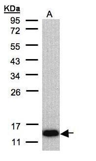 COX6A2 antibody