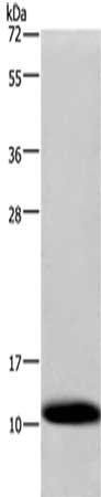 COX6B1 antibody