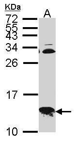 COX6B1 antibody