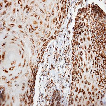 COX6B1 antibody