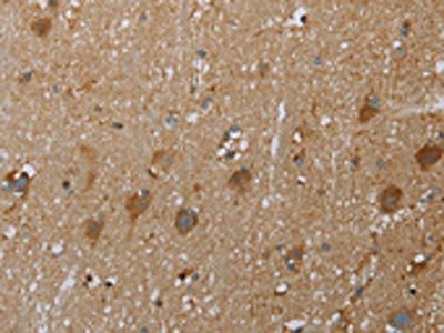 COX6B2 Antibody