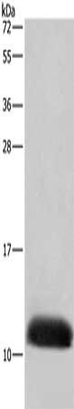 COX6B2 Antibody