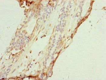 COX7A2L Antibody