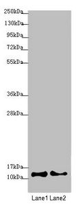 COX7A2L antibody