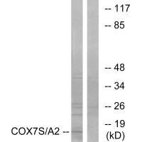 COX7A2P2 antibody