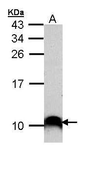 cytochrome c oxidase subunit 7B2 Antibody