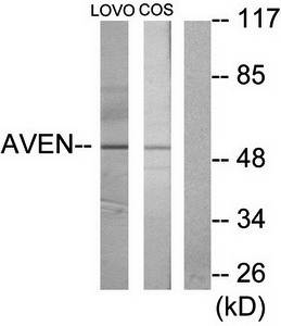 AVEN Antibody