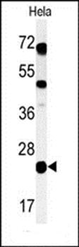 CP054 antibody