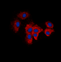KDELR2 antibody