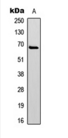 PXN (Phospho-Y31) antibody