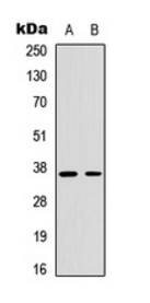 CCNH (Phospho-T315) antibody