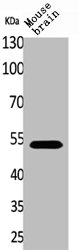 CPE Antibody