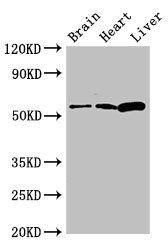 CPEB2 Antibody